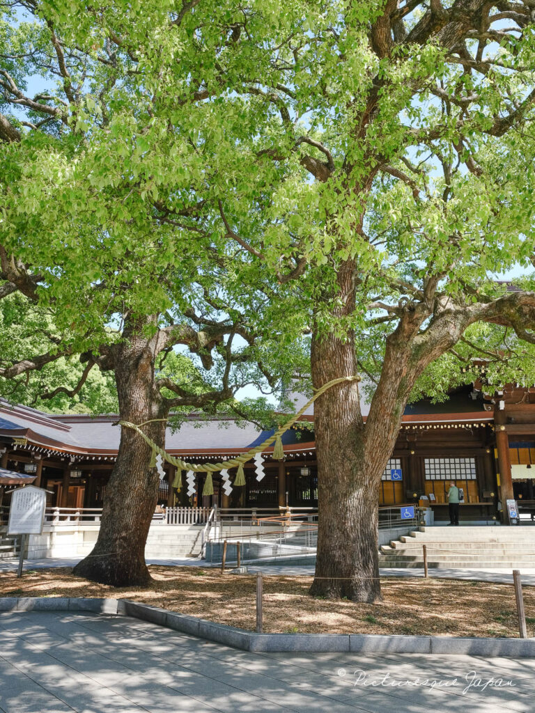 明治神宮の本殿の隣にある夫婦楠