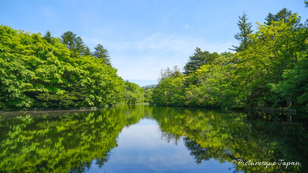 雲場池の新緑の風景写真